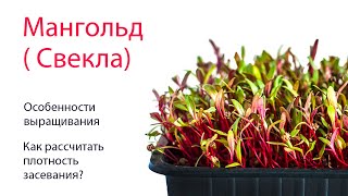 Мангольд (Свекла). Какая плотность посадки? Нужно ли замачивать?