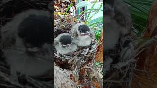 anak kutilang siap terbang #viral #shorts #youtubeshorts #trending #kutilang  #burung #dj #fyp #fyp