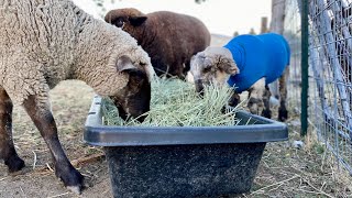 Found the perfect hay feeding system for my sheep. #pelicansleds, #sheepfarming ,