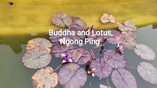 Buddha and Lotus, Ngong Ping, Lantau Island, Hong Kong