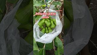 Dompolan jambu green giant #jambuair #jambu #buah #tambulampot #shorts