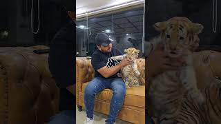 1.5 Months Old Beautiful Golden Taby Tiger Cub | Nouman Hassan