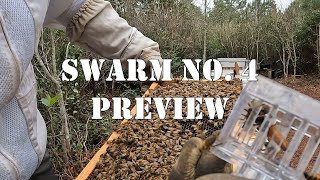 Swarm No. 4 Preview | #colesfarmnc #jacksonvillenc #beekeeping #beeswarm