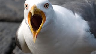 Seagulls  Evolving  #shortvideo