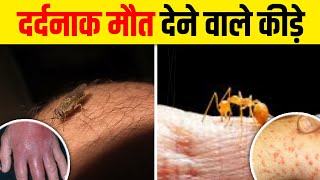 दुनिया के 10 सबसे खतरनाक कीड़े | Top 10 Most Dangerous Insects in the World | Deadliest Insects