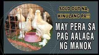 KUMITA SA MGA ALAGANG MANOK/ BRAHMA CHICKEN BREEDING