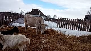 Вывели Дыму и Ждану на прогулку. Рассуждаю о сенокосе.