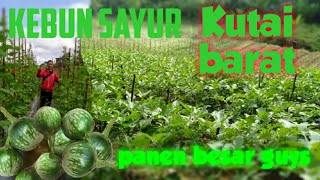 MENAKJUBKAN !!! INDAHNYA KEBUN SAYUR KUTAI BARAT !!! SAATNYA PANEN TIBA