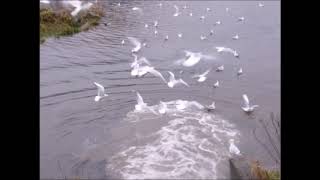 Blackheaded Gulls feeding in the overflow Jan 2019