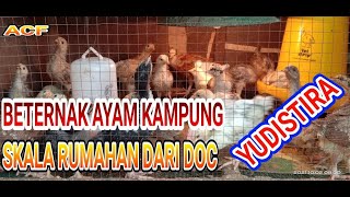 Beternak Ayam Kampung Yudistira Skala Rumahan Dari Doc