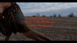 Salt Creek Ammo 20 ga. on Wild Pheasants (Browning B-80)