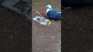 Pigeon trap | bird trap | catching bird | paagal bird #shorts #youtubeshorts