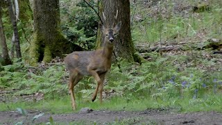 Roe deer, Forest of Dean