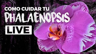 Como Cuidar su Phalaenopsis , Instagram Live @Finca_Dracula