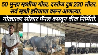 50 मुऱ्हा म्हशीचा गोठा, दररोज दुध 230 लिटर. सर्व म्हशी हरियाणा वरून आणल्या: murha Buffalo: