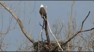 Lee Payne spots the 2019 Bald Eagle Nest January 24 2019