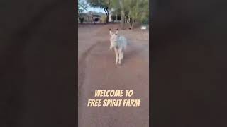 Livin’ the Farm Life #minidonkey #farmanimals #dogs #chicken #farmlife