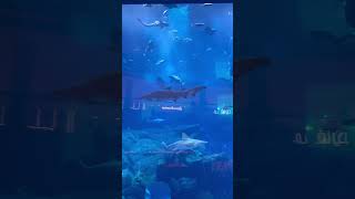 Dubai Mall AQUARIUM