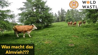 Zu Besuch bei den Alm-Kühen 🐄🐮