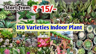 Indoor Plant Nursery Market kolkata | Wholesale Start from ₹15/- | all India services