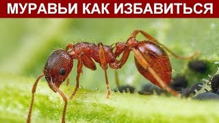 КАК ИЗБАВИТЬСЯ ОТ МУРАВЬЕВ В ДОМЕ НАРОДНЫМИ СРЕДСТВАМИ