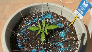 30 дней Critical #47 Auto Positronic Seeds от Мария Любит Хуана #sweet #plant #critical #positronics