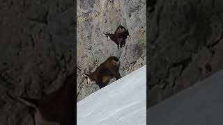 Chamois in the cliff / Chamois dans la falaise #nature #wildlife #suisse #chamois