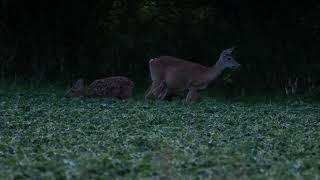 A Buck, Doe, and Two Spotted Fawns Eat Soybean Plants Near Dark: White-Tailed Deer