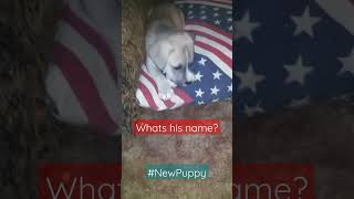 Name Our Puppy! #NewPuppy #OurOkieLife #TheDeuce