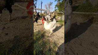 Beautiful White Desi Hen video #viral #hen tranding video in HD Rooster Vlog