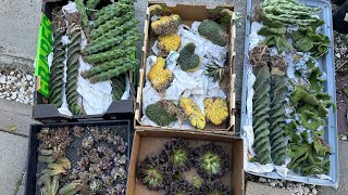 5/17: monkey tails thornless crested, boobie, spiral, pachanoi variegated, Adromischus marianiae😊❤️