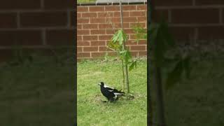 Baby magpie playing, and begging at the same time.