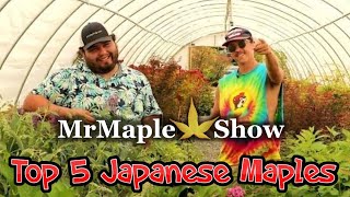 Logan’s Top 5  Japanese Maples!