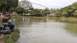 As tilápias aqui são brutas  [ pescaria de tilapia na vara de mão ]