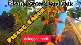 Pisang Masak Di Luar Pagar / Anak Momoi & Maminya Ambil Pisang #singgahmadik #makaipisang