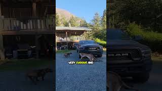 🐾😂 Hilarious Dog's Reaction to Cougar Rug