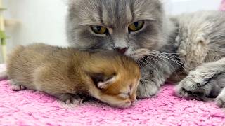 Kitten has mistaken her mom for another cat and is looking for warmth