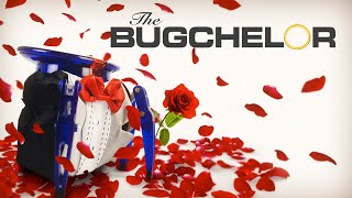 HEXBUG Spoofs: The Bugchelor