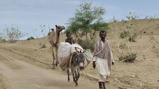 Herdsmen traveling to Thar with herd and taking utilities | Khanabadosh