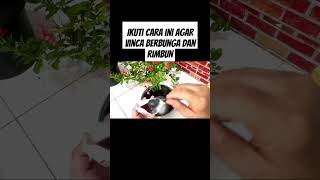 Ikuti cara ini agar vinca berbunga dan rimbun #pupukorganikterbaik #pupukterbaik