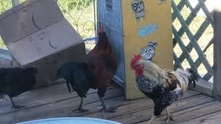 How many chickens does it take to get into the dog food bin?