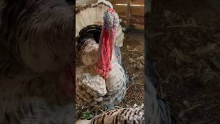 Turkey farming in Uganda #feedshorts #turkeybreeding #turkeyfarming