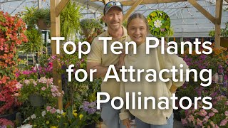 Let's Grow Together: Top Ten Plants for Attracting Pollinators to Your Yard  in North Texas