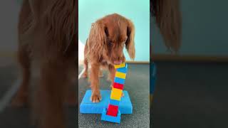 Super Spaniel Stacks Huge Tower of Lego || Dogtooth Media