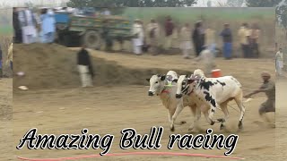 Thrilling Bull Racing Action 2024 | Beal Dor video 2024 #bullrace2024 #bullrace #bullracing