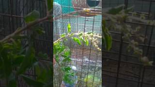 பறவைகளுக்கு  துளசியின் நன்மைகள் #africanlovebirds #birdscage #breedingcage #cuttlefishbone