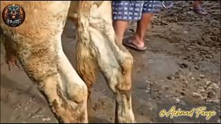 sapi si mental warna merah ke emas-emasan ada di pasaran #sapi #fypシ゚viral #viralvideo