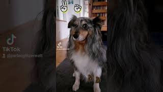 falsche Rechnung 🐶#dogvideo #seelenhund #dog #sheltie #teddy #hund #falsch #rechnung #oma #leckerli