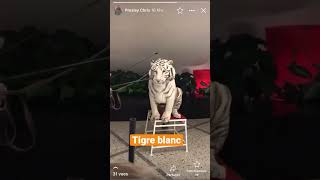 The white tiger seberian / le tigre blanc du Sibérie