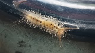 caterpillar Orgyia leucostigma